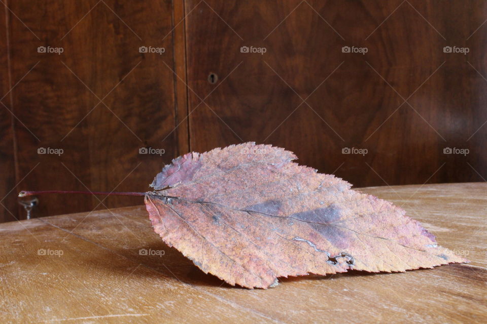 Autumn leaf