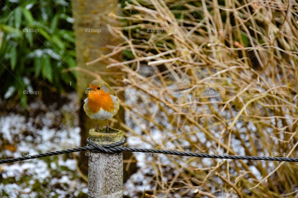 Orange bird in winter