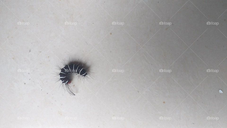 black and white small worm on a tile