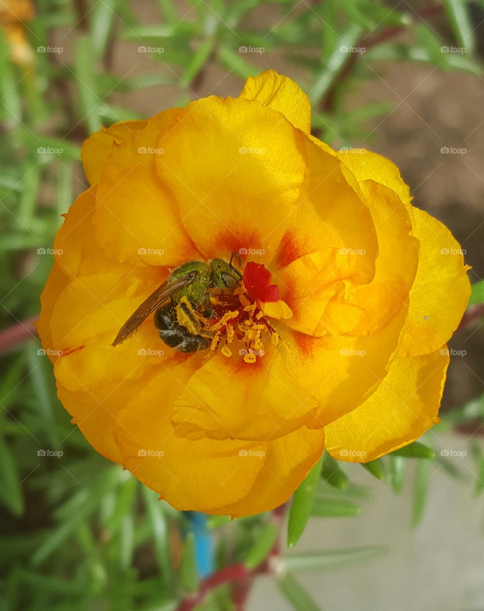 bee bee on a flower