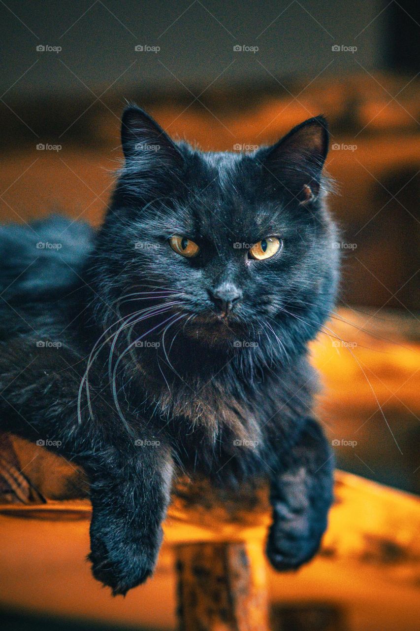 Octavia confused by the camera.