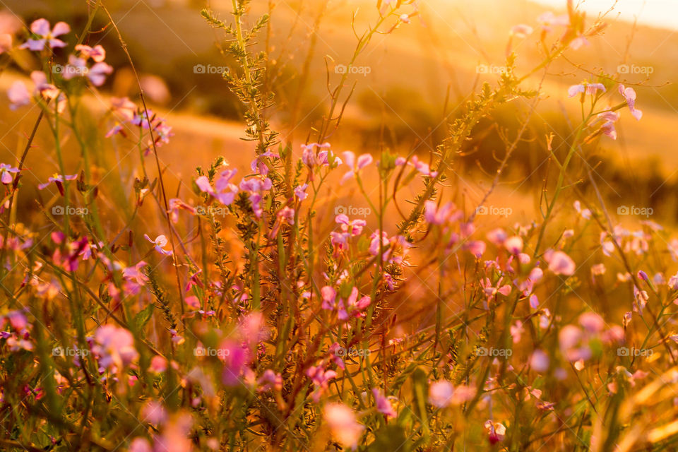 Golden Flowers