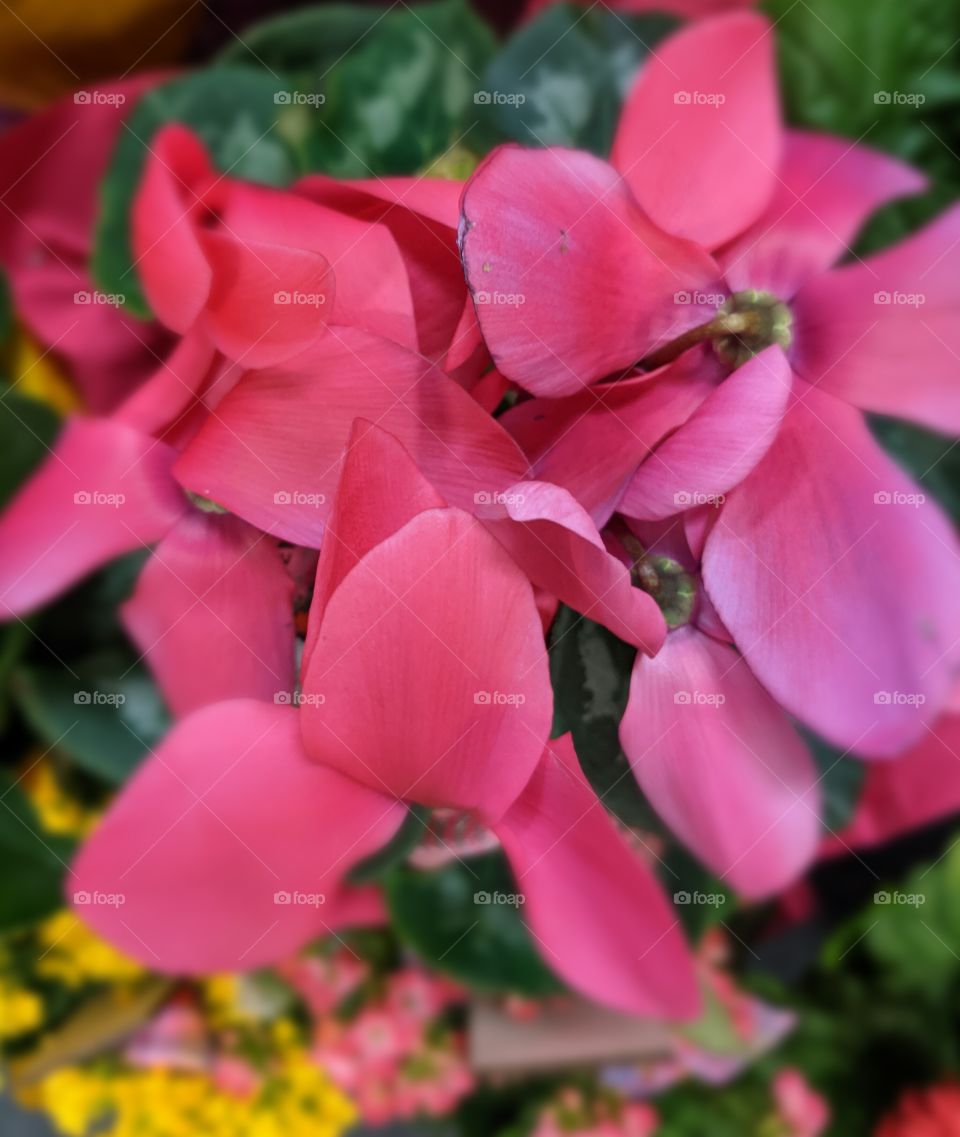 Beautiful Pink flowers