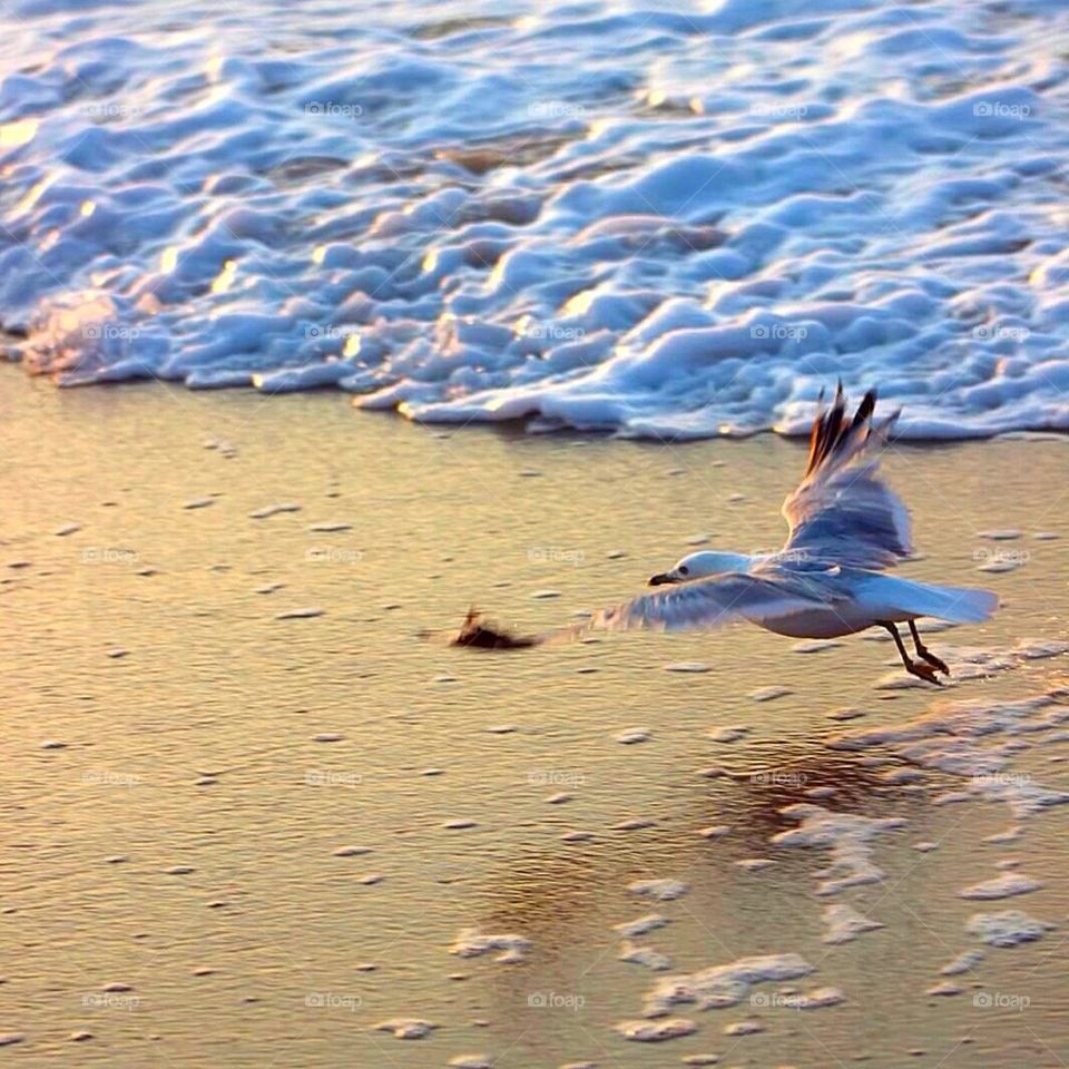 Flying through the tide