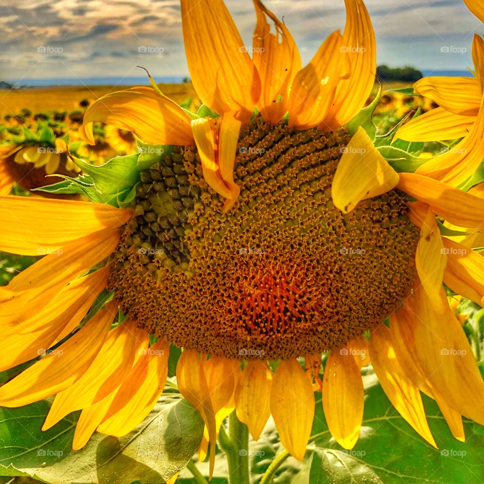 Fully bloomed sunflower with seeds showing soon to be harvested for fall 