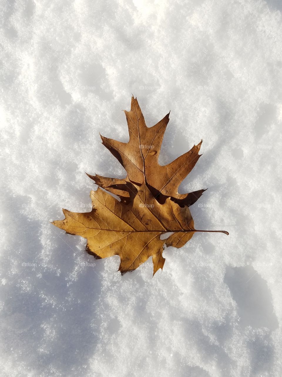 leaf on the snow