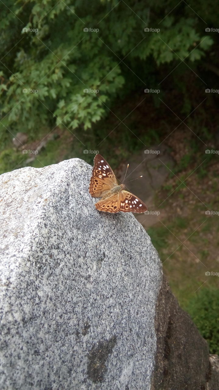 Summer Hike: Nature Finds