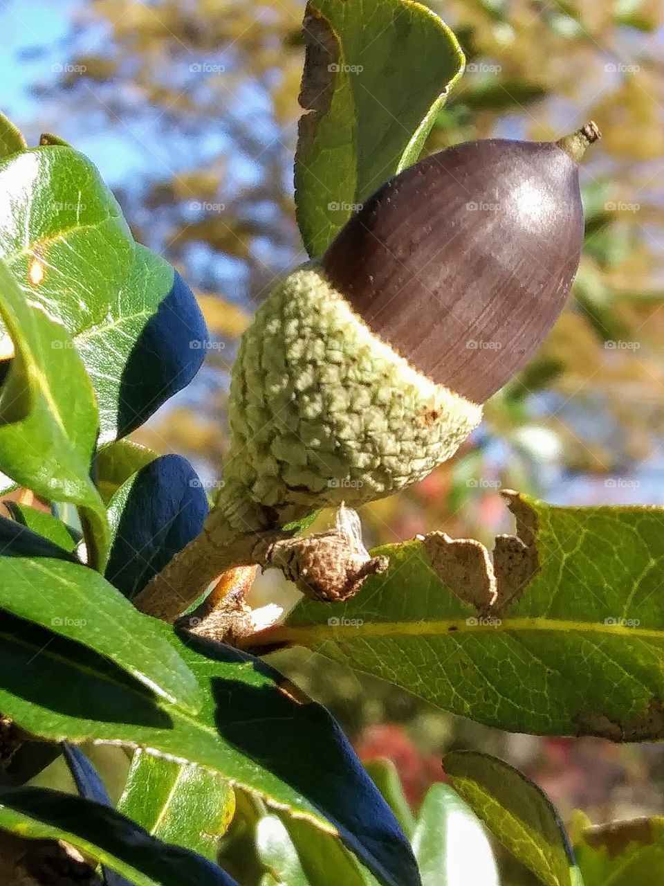 ripe acorn on a tree