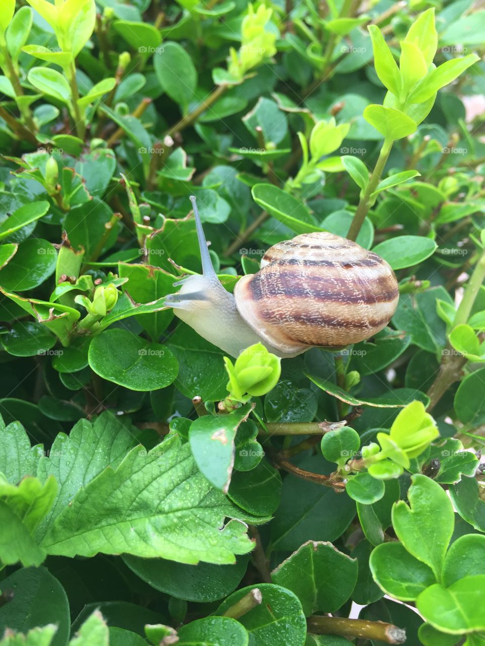 Summer snail