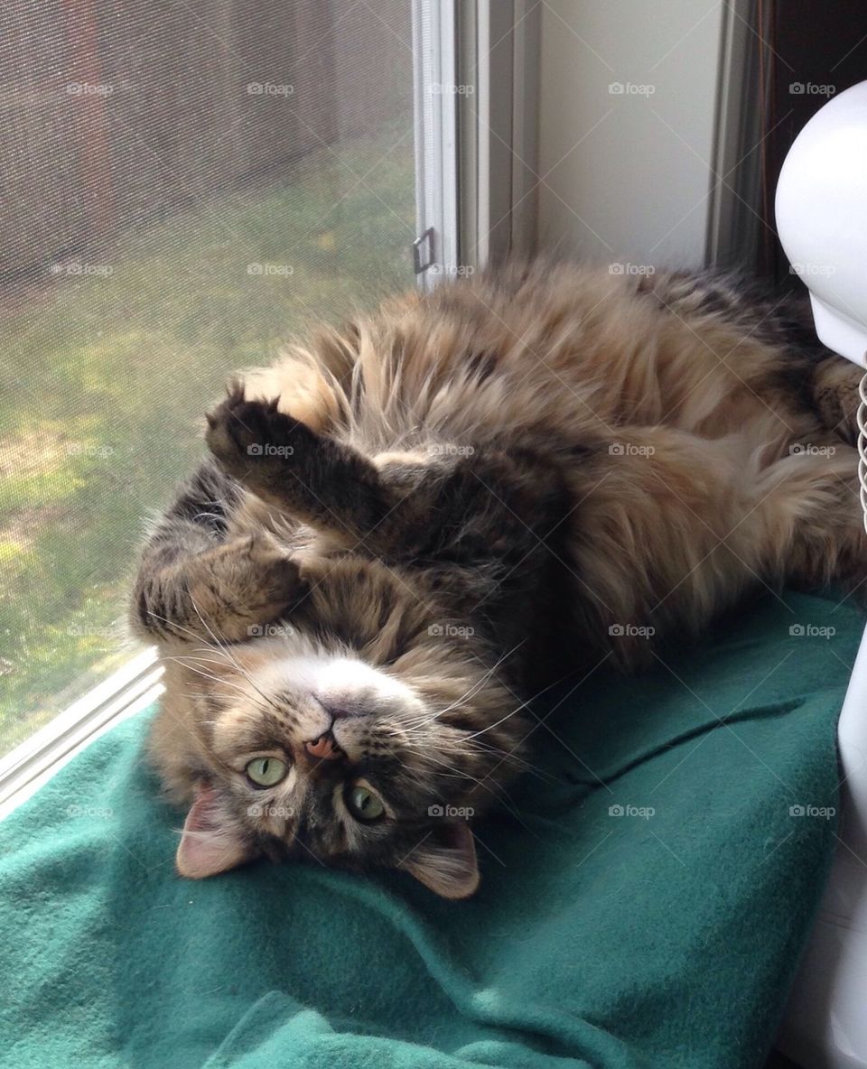 Kitty on Windowsill
