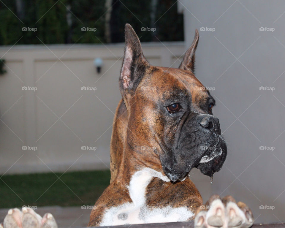 Boxer dog looking sharp