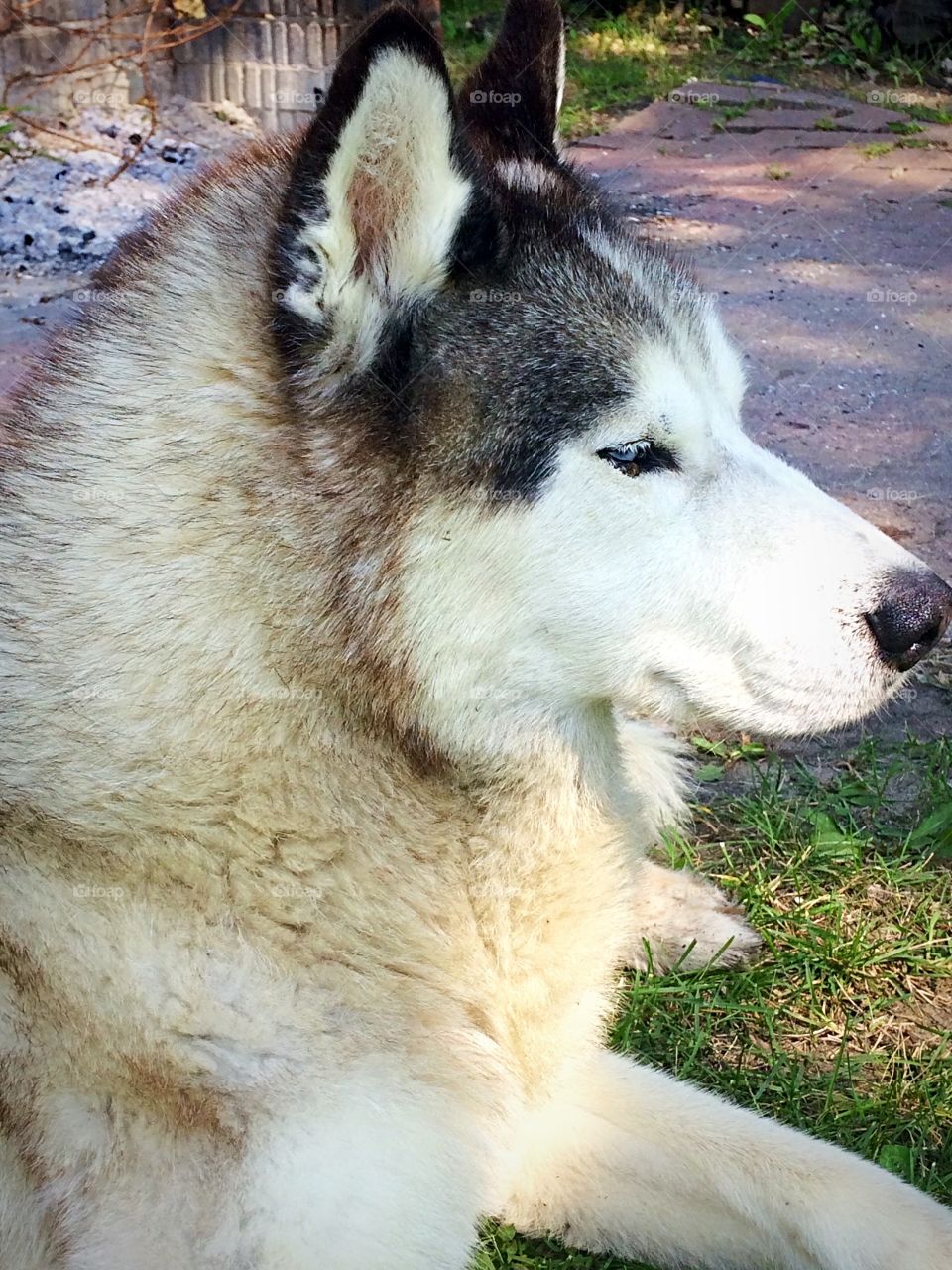 Siberian husky 