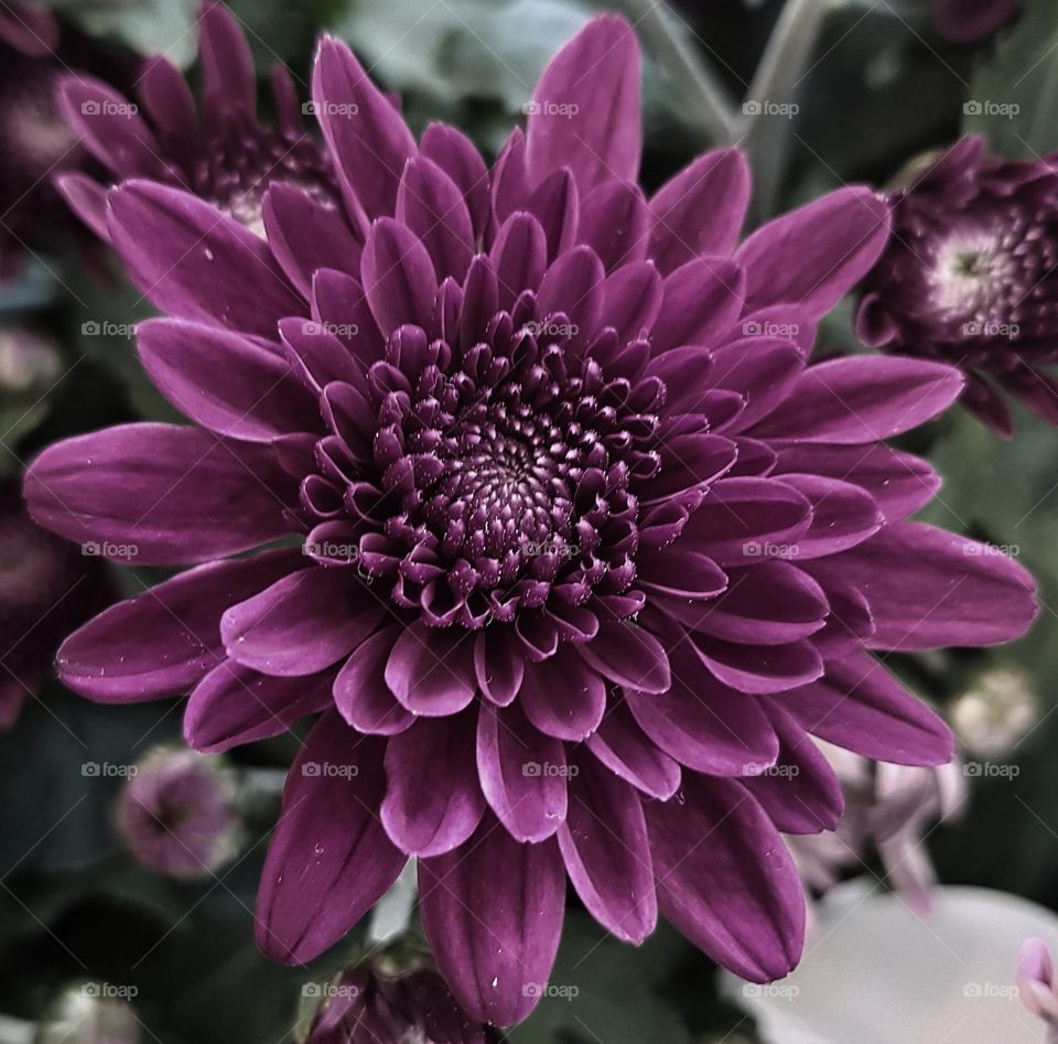 Stunning big purple flower with detailed formations of petals. This flower stands out.