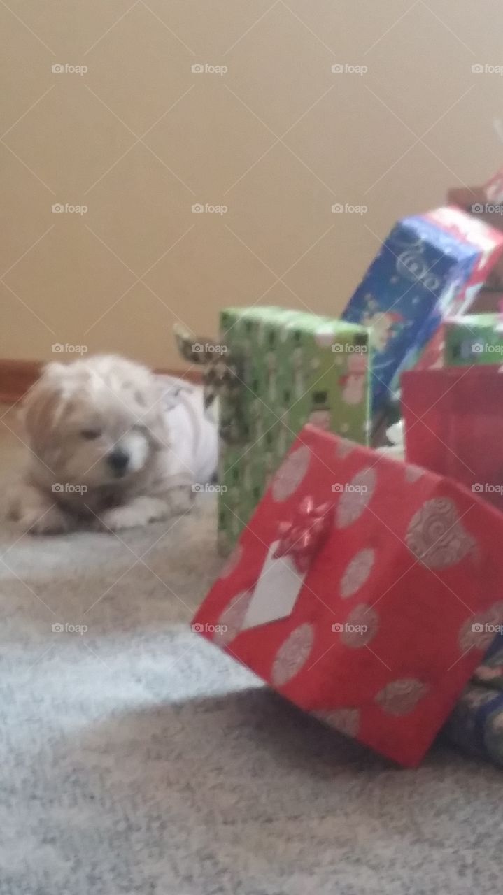 Dog with presents