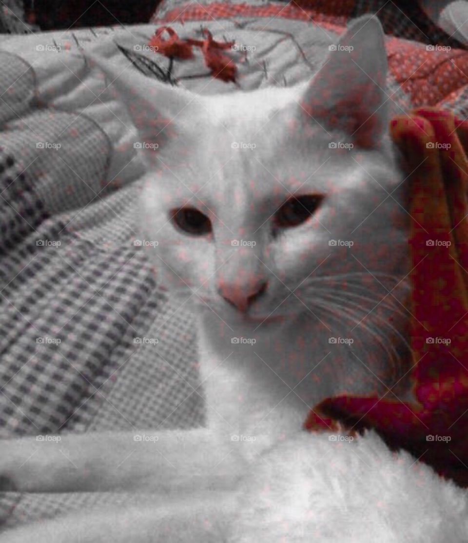 My friend. My beautiful white cat