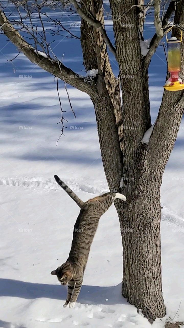 Cat jumping from tree * Gato saltando de un árbol
