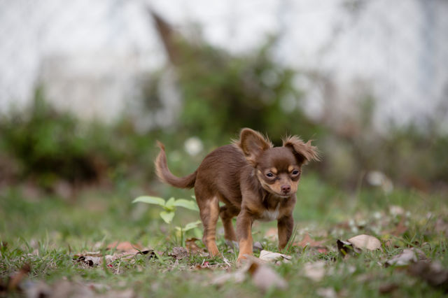 Chocolate Chihuahua Puppy with silly smiles