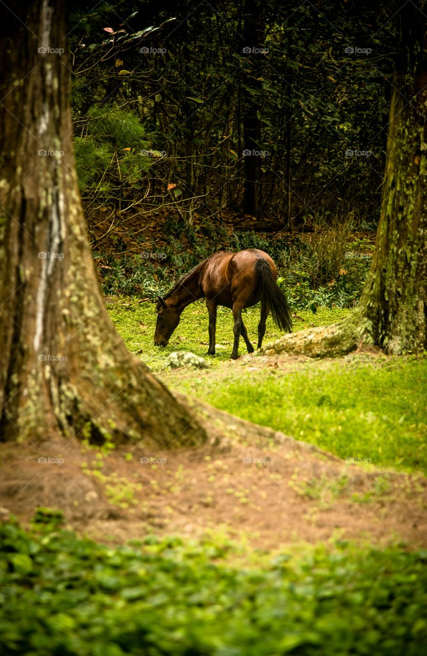 horses in hawaii