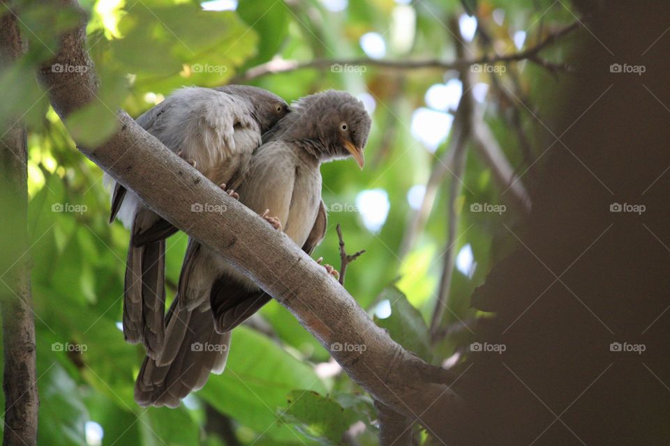 birds at tree