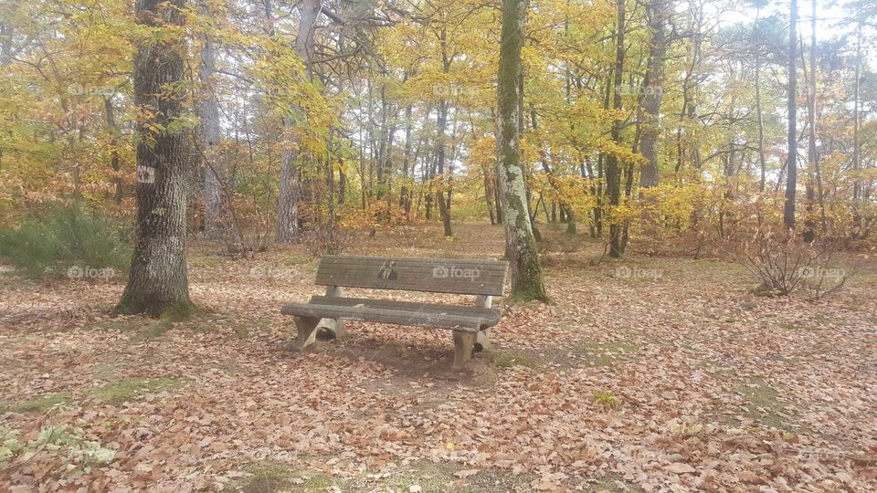 Photo of a bench in autumn in Loubeyrat forest in Auvergne