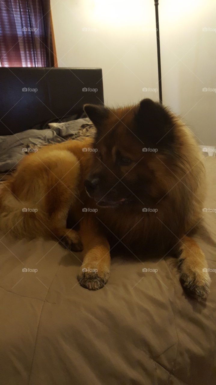 Dog, Canine, Mammal, Portrait, One