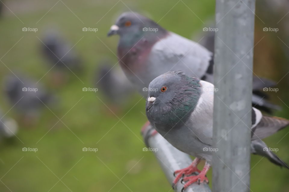 Pigeons perched 