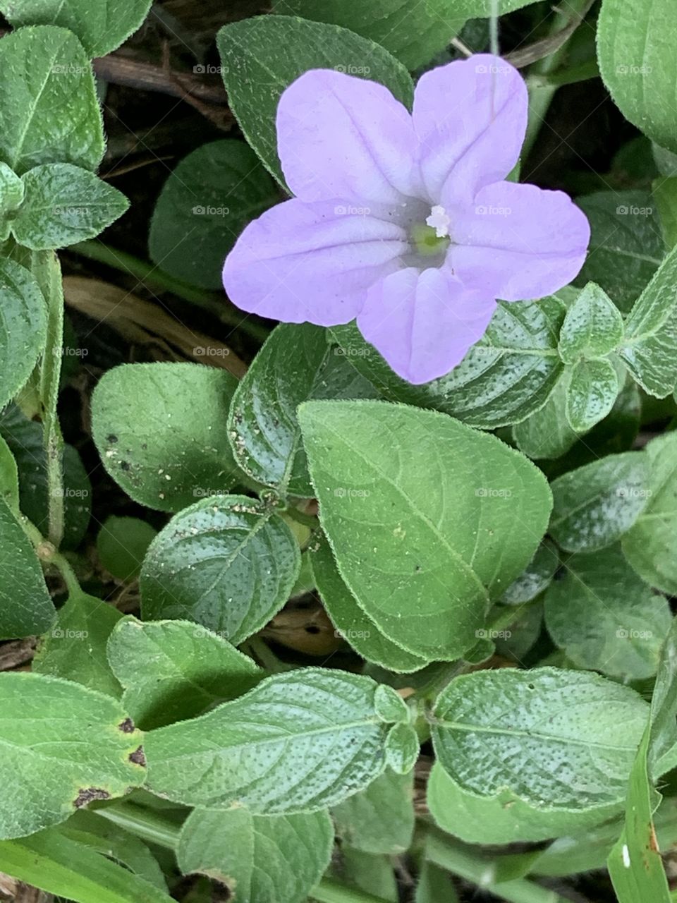 Portrait of a plant.