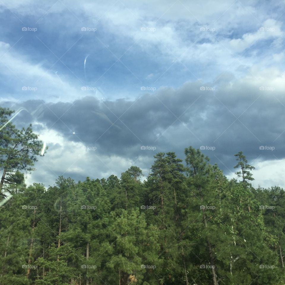 Tree line meets cloud cover