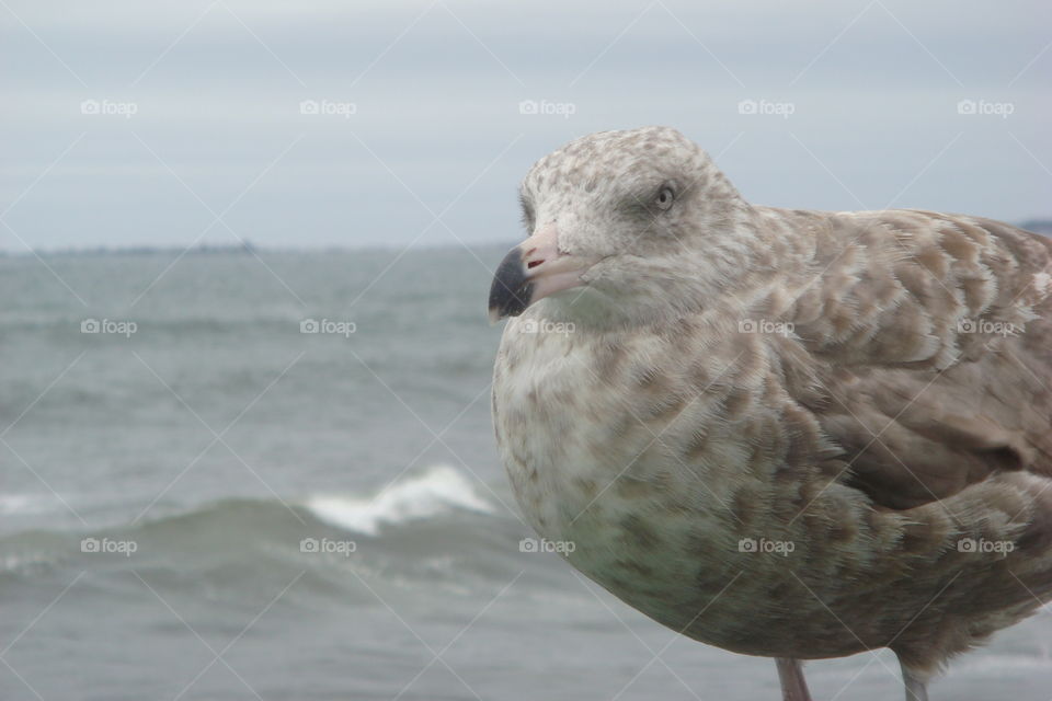 Seagull in Maine. Old Orchard Beach pier and amusement park in Maine, USA