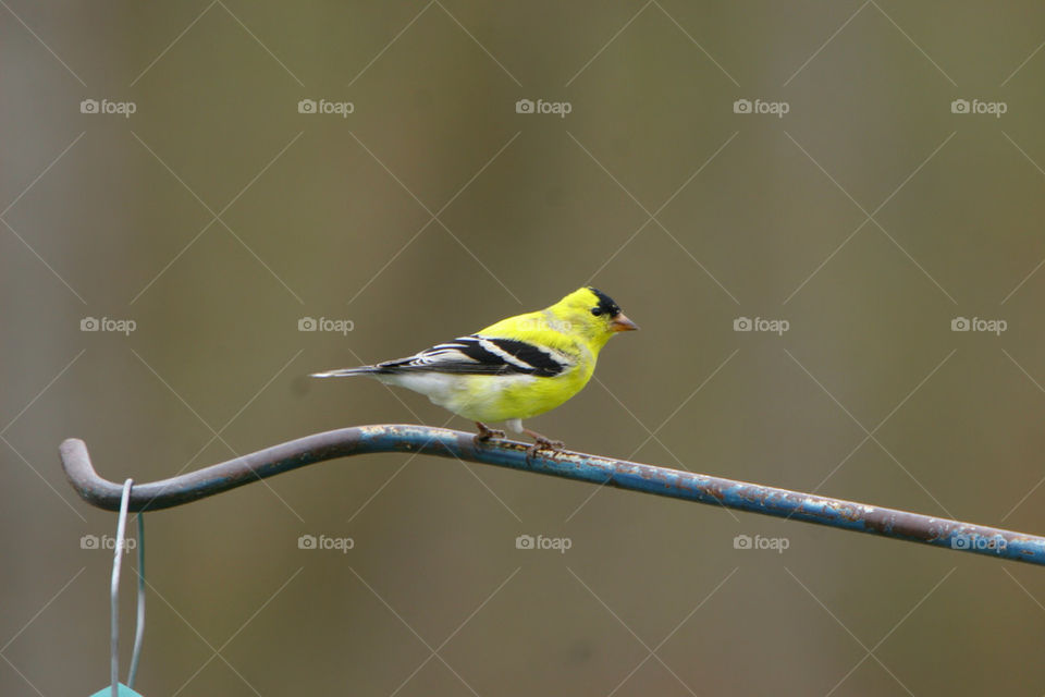 yellow nature photography birds by chaobella