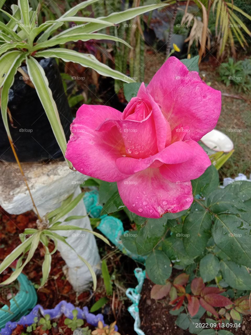 Pink Rose 2