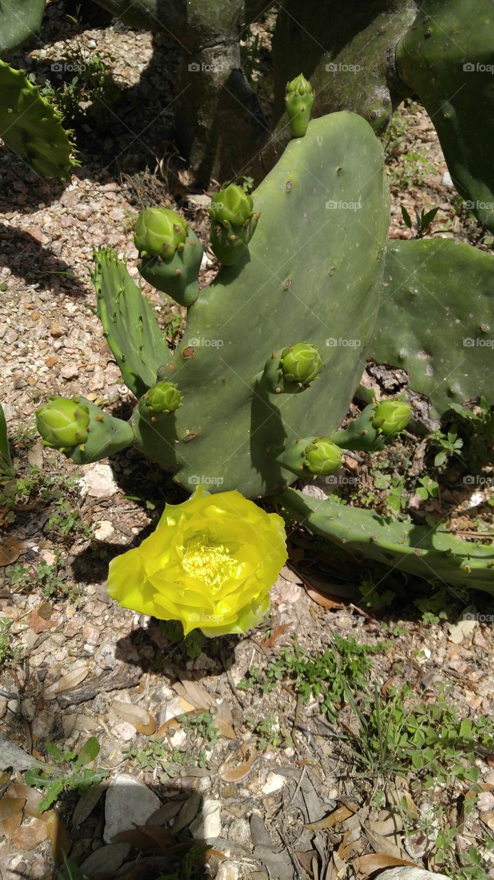 Texas Yellow Cactus Flower