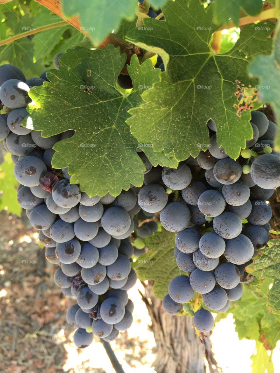 Grapes