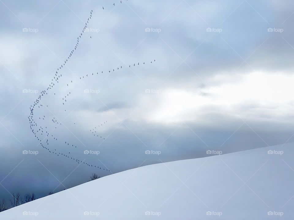 A skein of geese flying south over a snowy winter landscape 