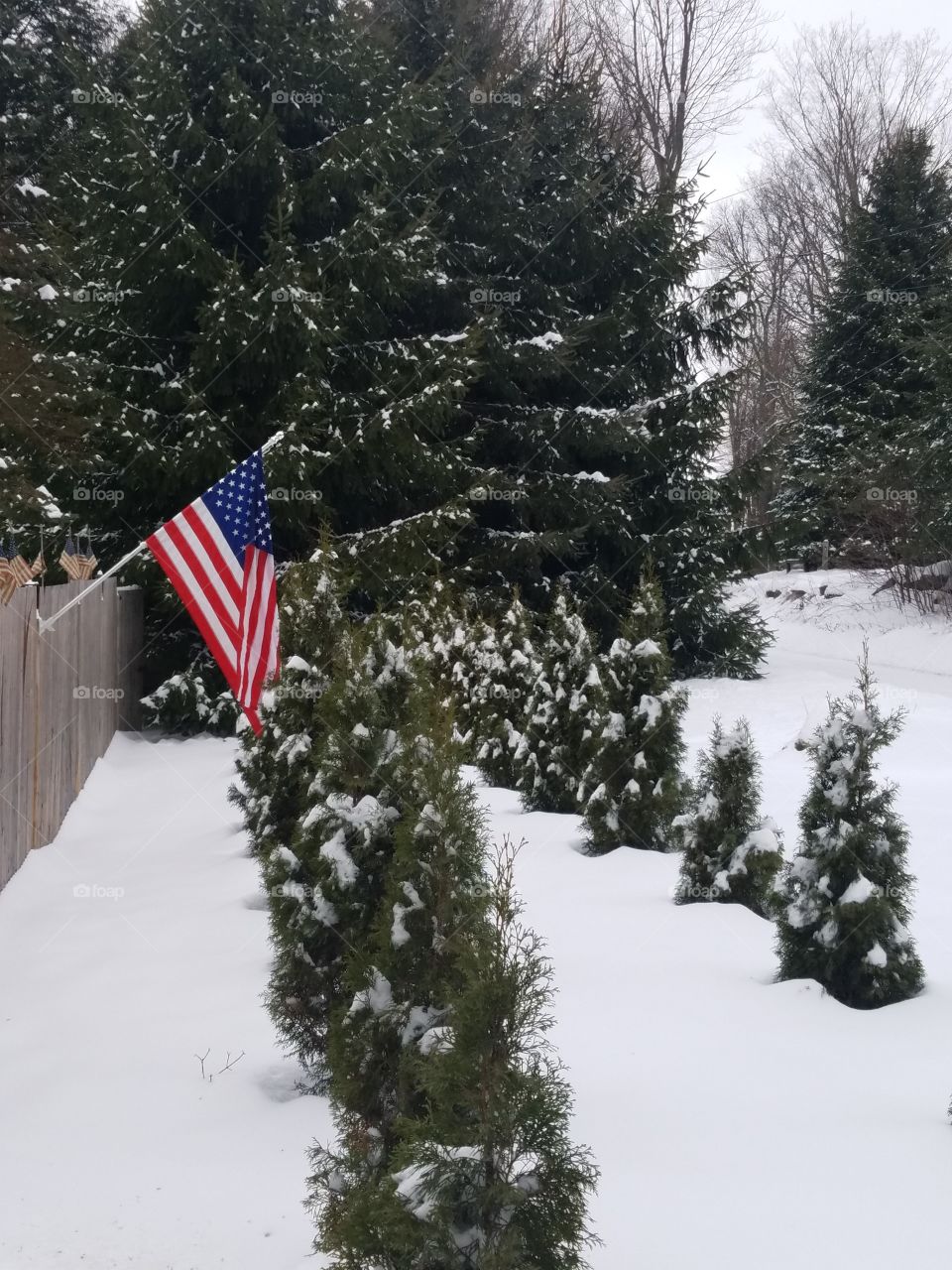 American winter