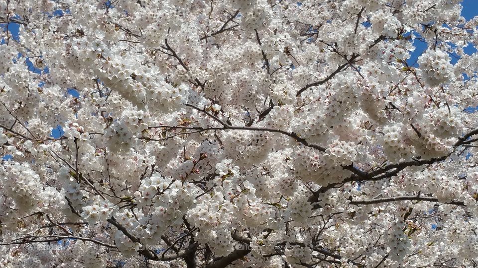 love spring cherry blossom