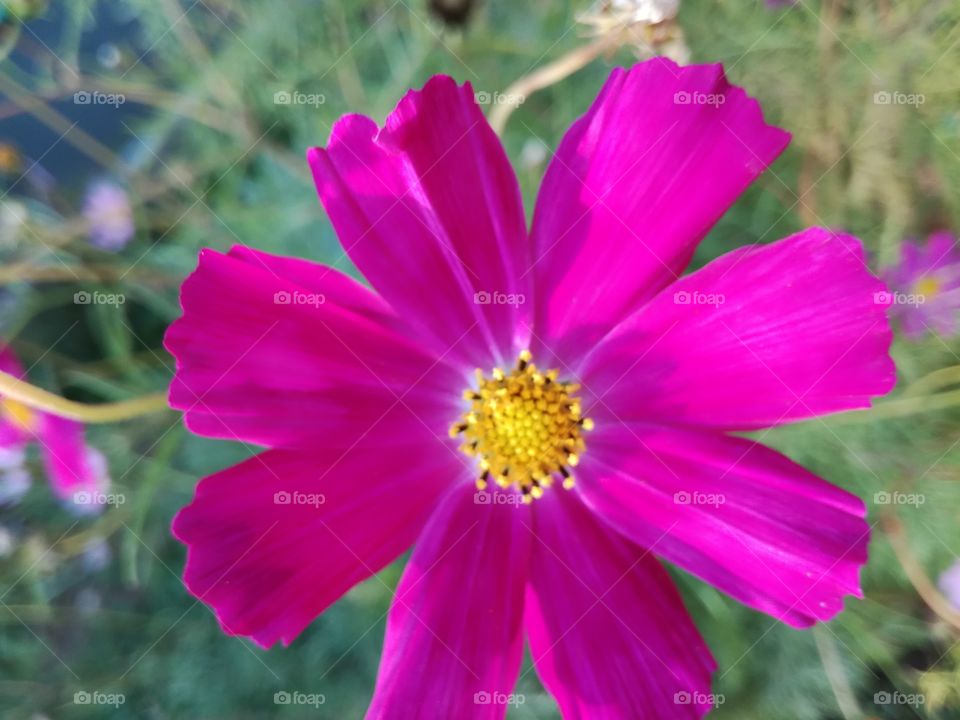 Flower in pink color 3