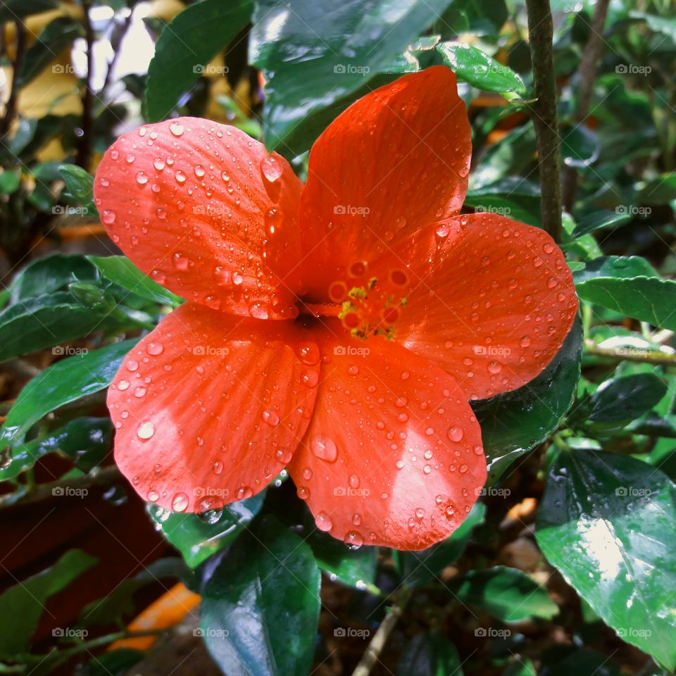 Water drop on hibiscus flower
