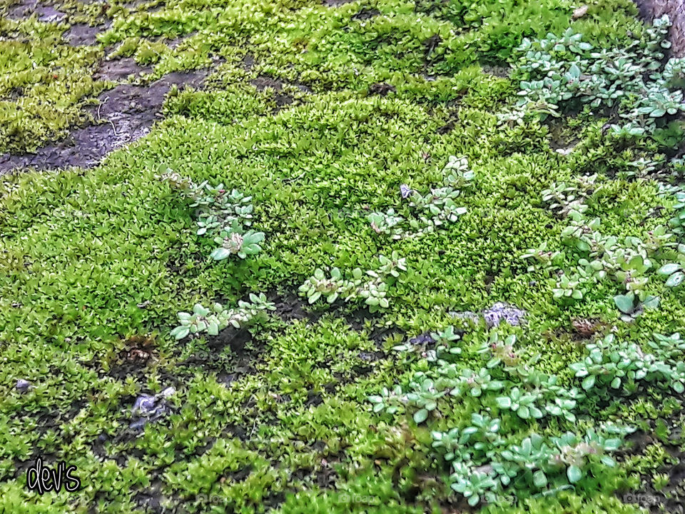 When I wrote 'Green, Green,' it was like a really a statement of where I was at philosophically in my life

---Barry McGuire