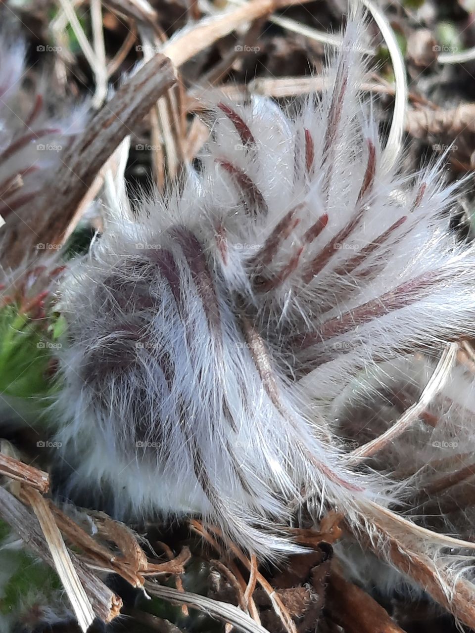 close-up of fluffy pasque-flower bud on Easter day