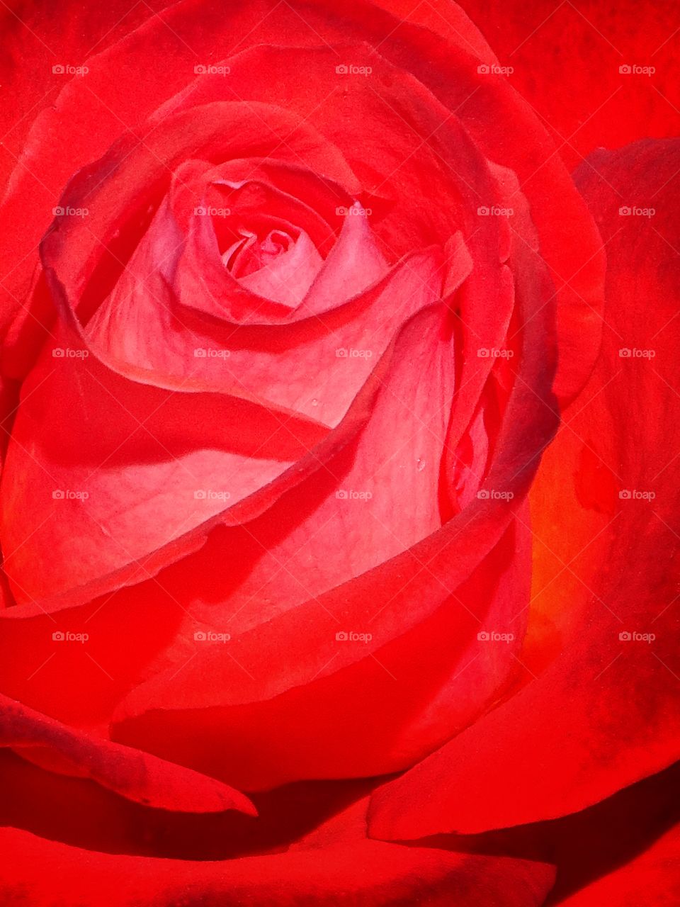 The beauty of flowers