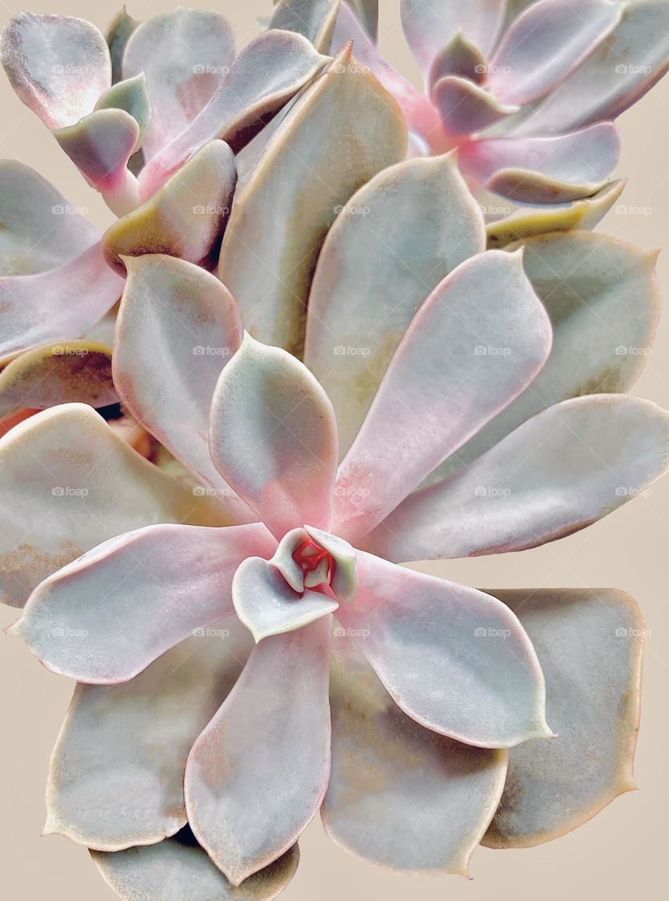Natural backgrounds, pink succulent