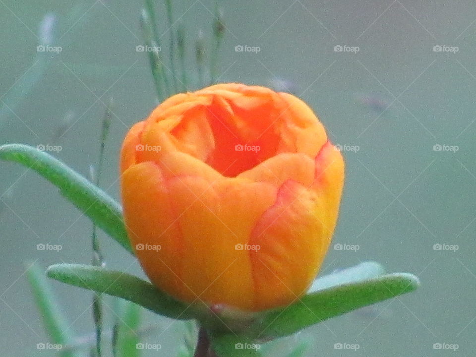 No Person, Flower, Nature, Leaf, Rose