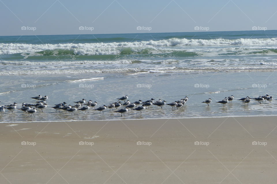 Scenic view of seagulls on beach