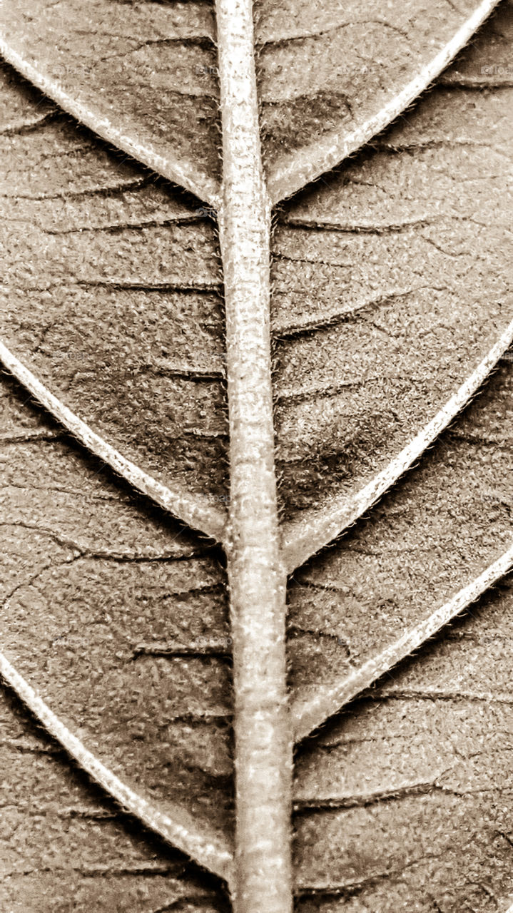 leaf structure