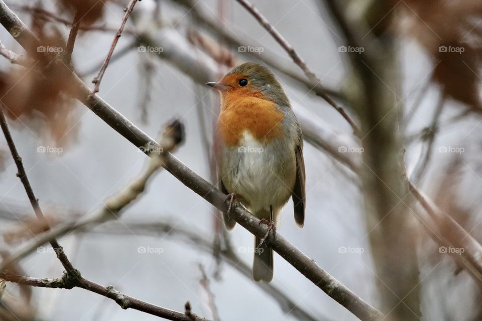 Robin