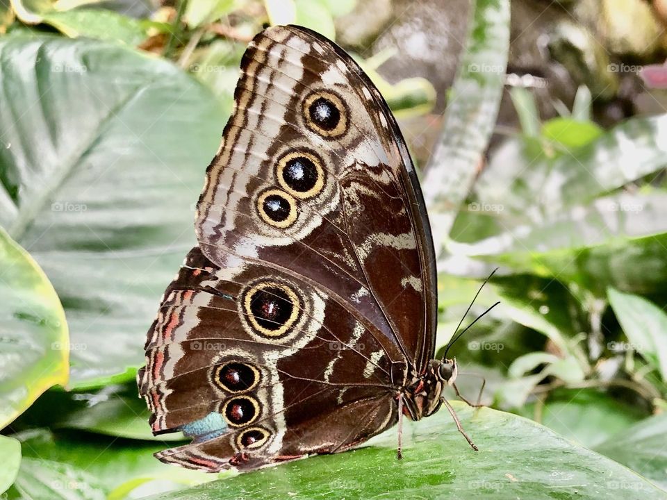Beautiful Brown Butterfly Classic Close Up 