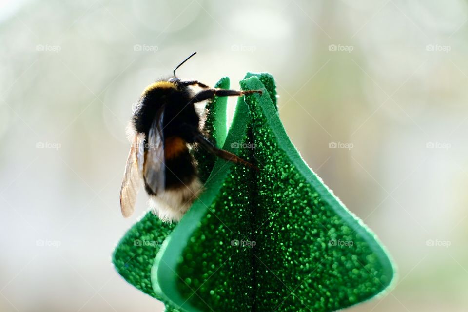 Christmas Tree Bee