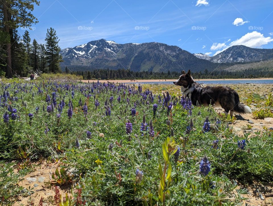 Purple summer flowers under the blue sky and mountains at the lake. A dog adventure on sandy shores.