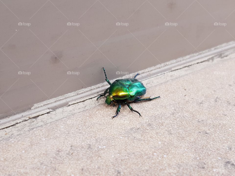 Shiny golden beetle with greenish hue in close-up.